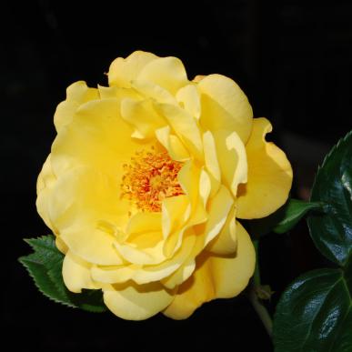 GELBE ROSE DUFTET UND BLÜHT